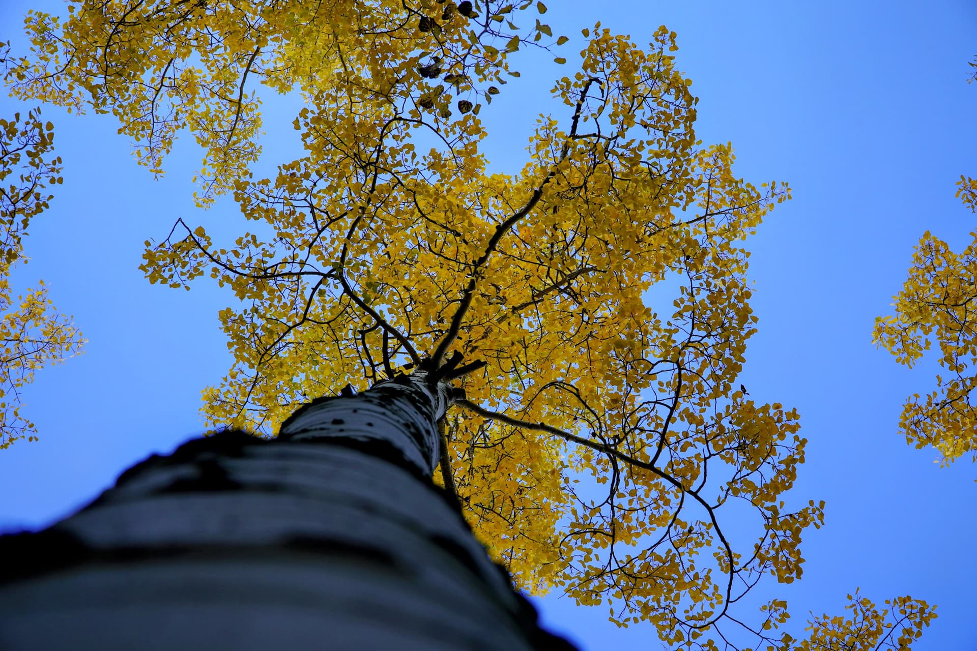 Tall Aspen
