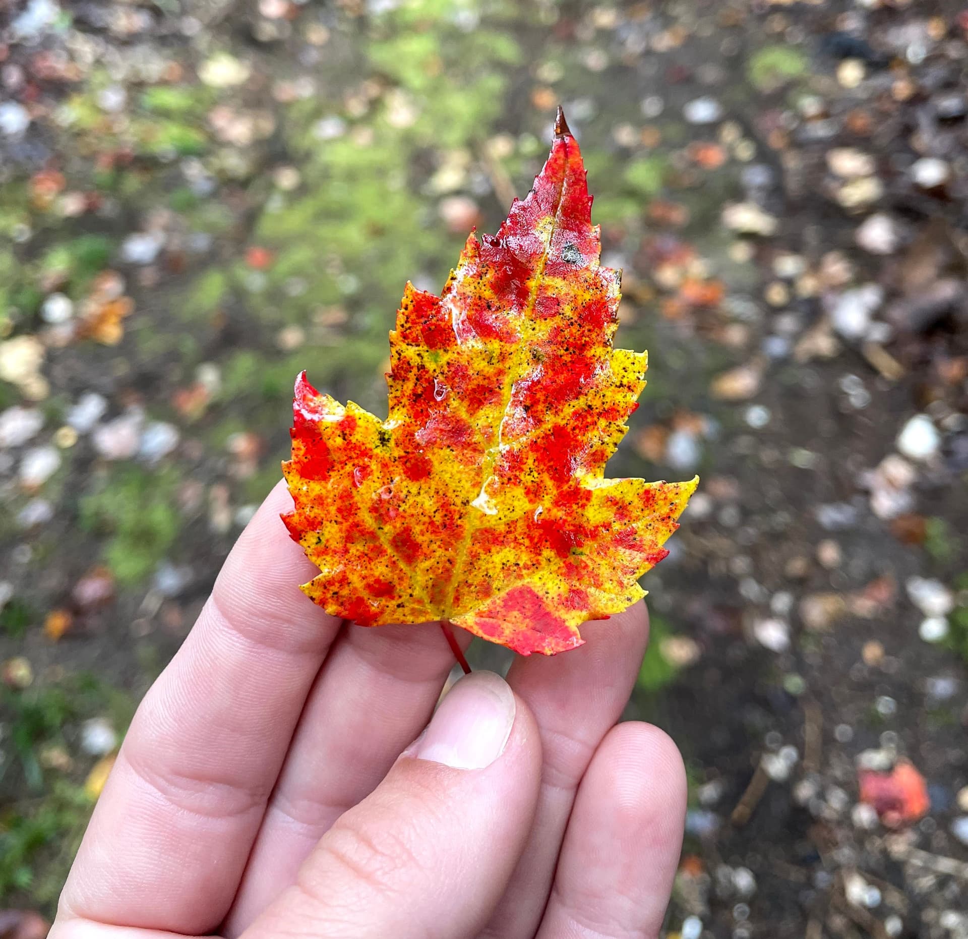 Kylie Holding a Speckled Leaf