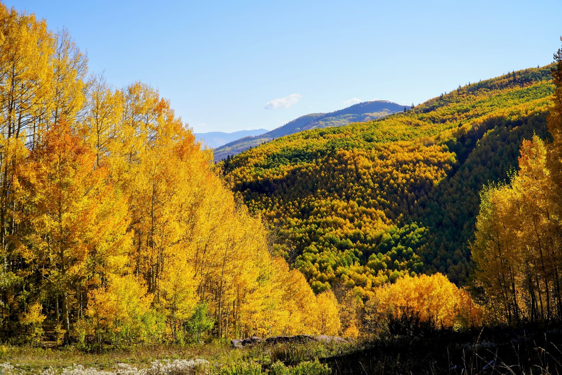 Valley of Aspens