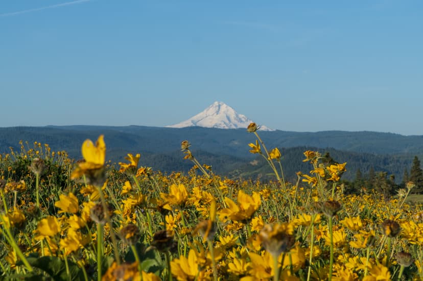 From Runner's Knee to Notion Template