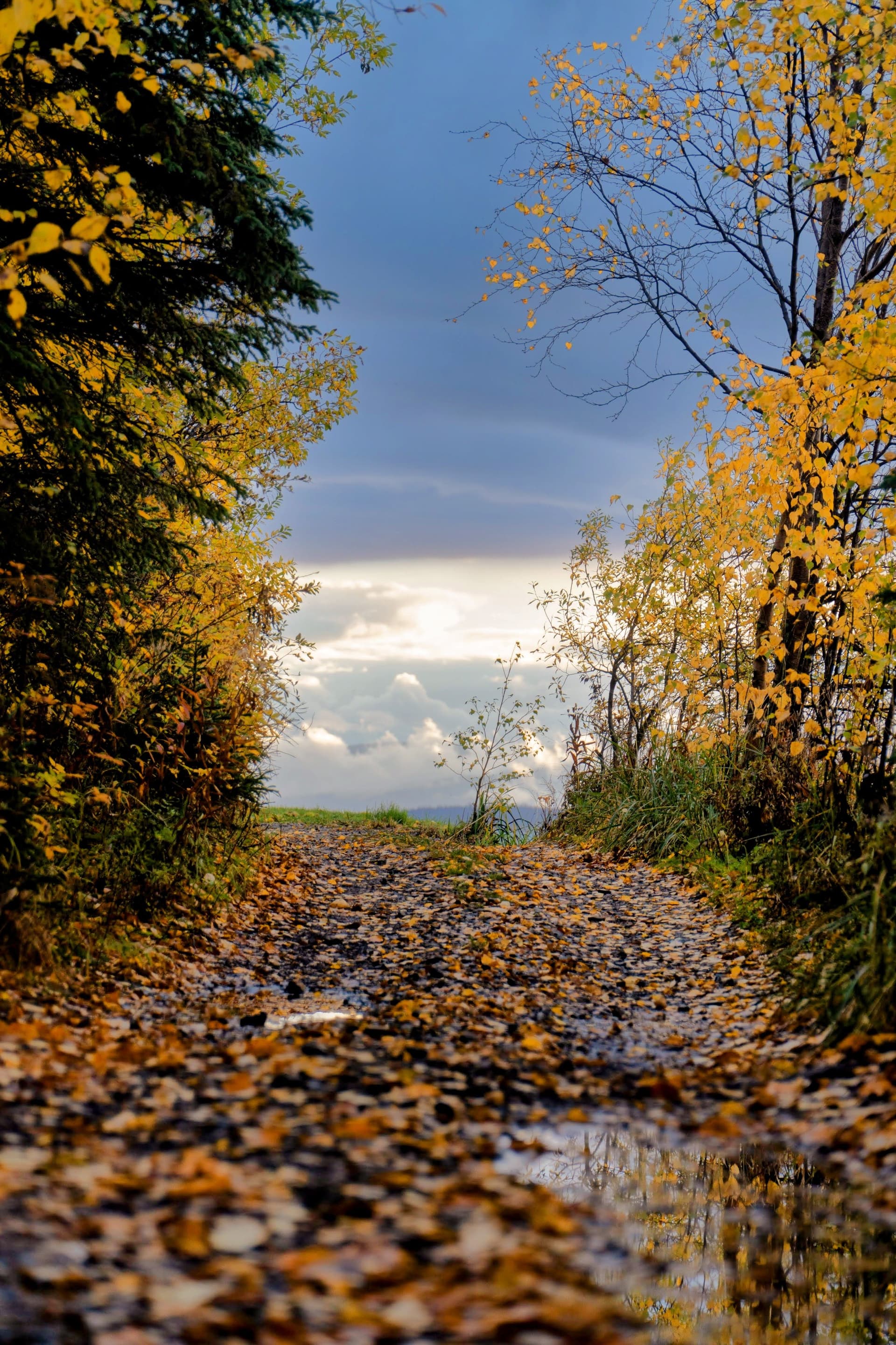 A Trail With Fall Colors, Lake Clark AK