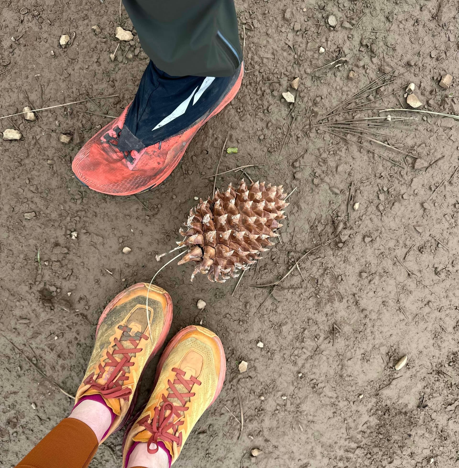 Trail Running Shoes Next to a Pinecone