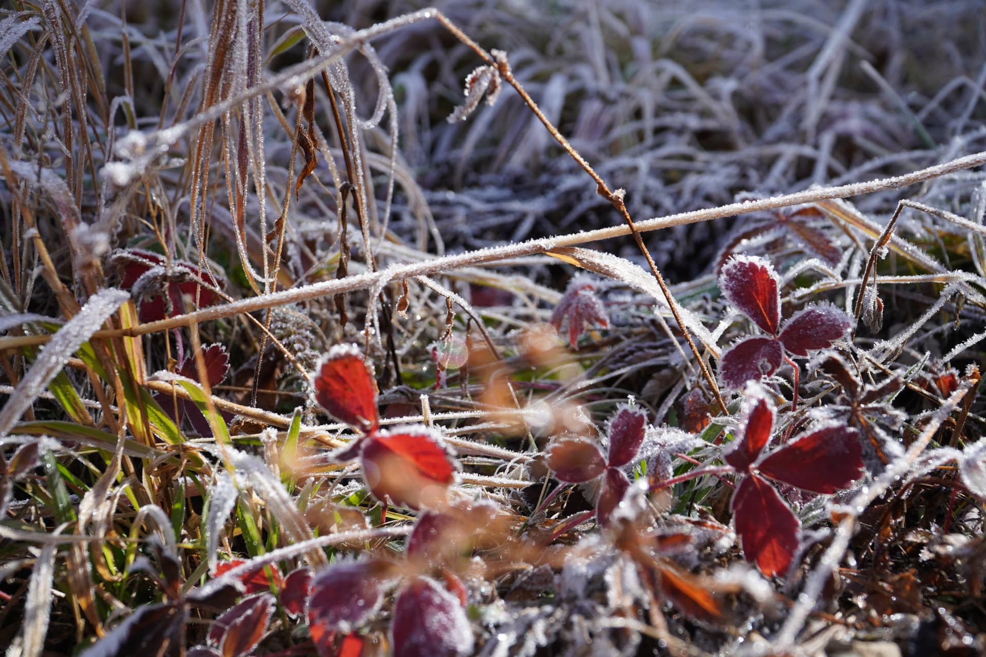Frost on Fall Vegetation